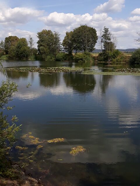 Ausblick auf Teich by Concentio, Concentio Wunderlich