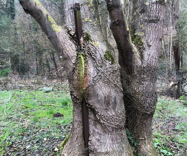 Baum mit eingewachsenem Pfosten, Ego by AnKey